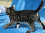 Catnip - Bengal Cat For Sale - Boston, MA, US