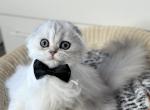 Tiger - Scottish Fold Cat For Sale - MD, US