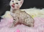Snow Mink TICA reg Bengal girl - Bengal Cat For Sale - Daytona Beach, FL, US
