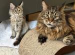 Innessa - Maine Coon Cat For Sale - Staten Island, NY, US