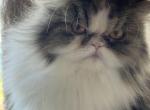 MISTY MORNING - Persian Cat For Sale/Service - Brookings, OR, US