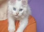 Snow Queen - Maine Coon Cat For Sale - Brighton, CO, US