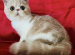 Cashew - Exotic Cat For Sale - Philadelphia, PA, US