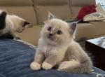 1 Female and 4 male Ragdoll kittens - Ragdoll Kitten For Sale - Miami, FL, US