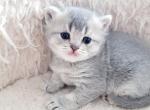 Scottish straight boy - Scottish Straight Kitten For Sale - Lincoln, NE, US