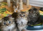 Scott babies - Scottish Fold Cat For Sale - New York, NY, US