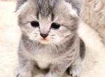 Scottish Fold  boy - Scottish Fold Kitten For Sale - Lincoln, NE, US