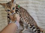 Xena - Bengal Kitten For Sale - Miami, FL, US