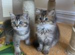 Scott babies 2 - Scottish Straight Cat For Sale - New York, NY, US