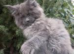 Nakhal - Maine Coon Cat For Sale - Miami, FL, US