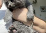 Wolfe - Ragdoll Cat For Sale - Syracuse, NY, US