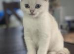 Fluffy - Scottish Fold Kitten For Sale - Roseville, CA, US