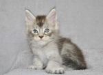 Keanu - Maine Coon Kitten For Sale - Hollywood, FL, US