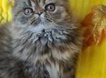 Rory - Exotic Cat For Sale - Lemont, IL, US