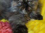 Sabrina - Persian Cat For Sale - Lemont, IL, US