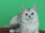 Garry - Scottish Straight Cat For Sale - Los Angeles, CA, US