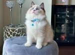 Bingo - Ragdoll Cat For Sale - State College, PA, US