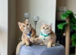 Boro & Zoro - British Shorthair Cat For Sale - State College, PA, US