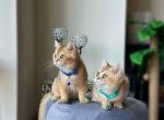 Boro & Zoro - British Shorthair Cat For Sale - Fairfax, VA, US