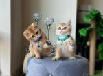 Boro & Zoro - British Shorthair Cat For Sale - Charlotte, NC, US