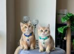 Boro & Zoro - British Shorthair Cat For Sale - Gaithersburg, MD, US