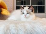 11 Seal Bicolor Boy - Ragdoll Cat For Sale - Fontana, CA, US