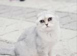 Scottish fold chinchilla - Scottish Fold Cat For Sale - Lincoln, NE, US