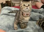 Biggie - Scottish Fold Cat For Sale - Tukwila, WA, US