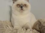 Pearls lilac point female - Exotic Cat For Sale - Conroe, TX, US