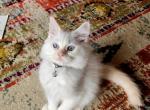 Tuna - Ragdoll Cat For Sale - Attica, MI, US