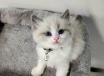 Tron - Ragdoll Cat For Sale - Attica, MI, US