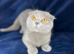 Scottish fold - Scottish Fold Cat For Sale - Sacramento, CA, US