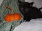 Midnight - Domestic Kitten For Sale - New Holland, PA, US