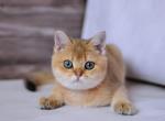 Gosha - British Shorthair Kitten For Sale - Miami, FL, US