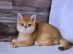 Garfield - British Shorthair Cat For Sale - Miami, FL, US