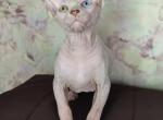 Vanya - Sphynx Cat For Sale - Norwalk, CT, US