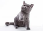 Marena - British Shorthair Cat For Sale - Hollywood, FL, US