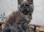 Punch - Maine Coon Cat For Sale - Hollywood, FL, US