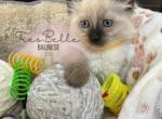 Aspen RESERVED - Balinese Kitten For Sale - CA, US