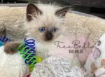 Aubree RESERVED - Balinese Kitten For Sale - CA, US