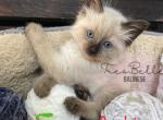 Archie RESERVED - Balinese Kitten For Sale - CA, US