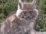 Natisk - Maine Coon Cat For Sale - Hollywood, FL, US