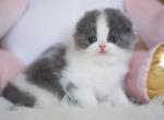 Twix - Scottish Fold Kitten For Sale - Hollywood, FL, US