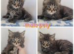 Poly mainecoon - Maine Coon Kitten For Sale - Monroe, MI, US