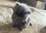 Rich - Persian Cat For Sale - Fort Worth, TX, US