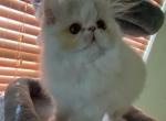 Lola - Persian Cat For Sale - Boca Raton, FL, US