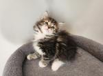 Twin - Siberian Cat For Sale - Chelsea, MA, US