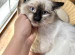 Seal Point Ragdoll Male Kitten - Ragdoll Cat For Sale - Beach Park, IL, US