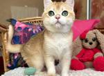 Gleb - British Shorthair Cat For Sale - Hollywood, FL, US