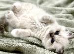 Ragdoll Designer Crossbreed Purrdoll Kittens - Persian Kitten For Sale - Nixa, MO, US